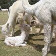 Cria Birth - Pinjarra Alpacas For Sale