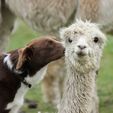 Kisses! Pinjarra Alpacas For Sale