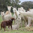 Saying Hello - Pinjarra Alpacas For Sale