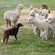 Saying Hello - Pinjarra Alpacas For Sale