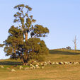 Alpacas at Pinjarra - Pinjarra Alpacas For Sale