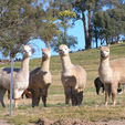 Alpacas at Pinjarra - Pinjarra Alpacas For Sale