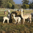 Alpacas - Pinjarra Alpacas For Sale