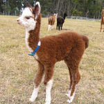 Bosco Progeny: Sebastian born Jan 2012