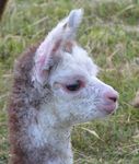 Bosco Progeny: Sebastian born Jan 2012