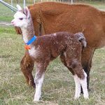 Bosco Progeny: Sebastian born Jan 2012