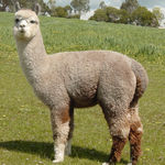 Stud Male alpaca for sale