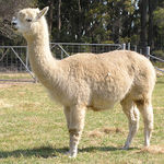 Alpaca female for sale