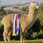 Stud Male alpaca for sale